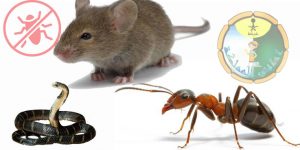 شركات مكافحة النمل والفئران بالخرج