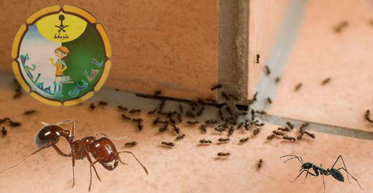 افضل شركة مكافحة النمل الابيض بالخرج