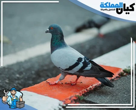 شركة طارد حمام بالرياض