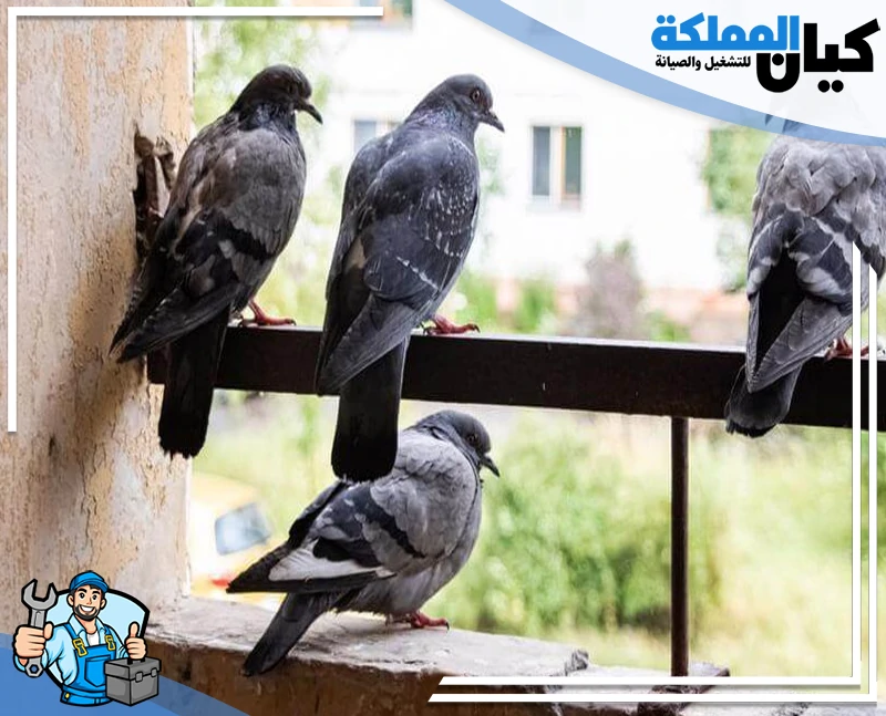 شركة مكافحة الحمام بعنيزة