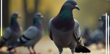 شركة مكافحة الحمام بالخبر