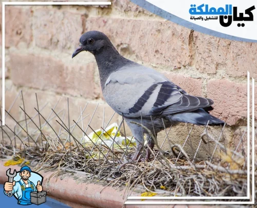 تركيب طارد الحمام ببريدة