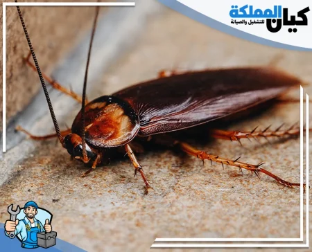 شركة مكافحة الصراصير بالرياض