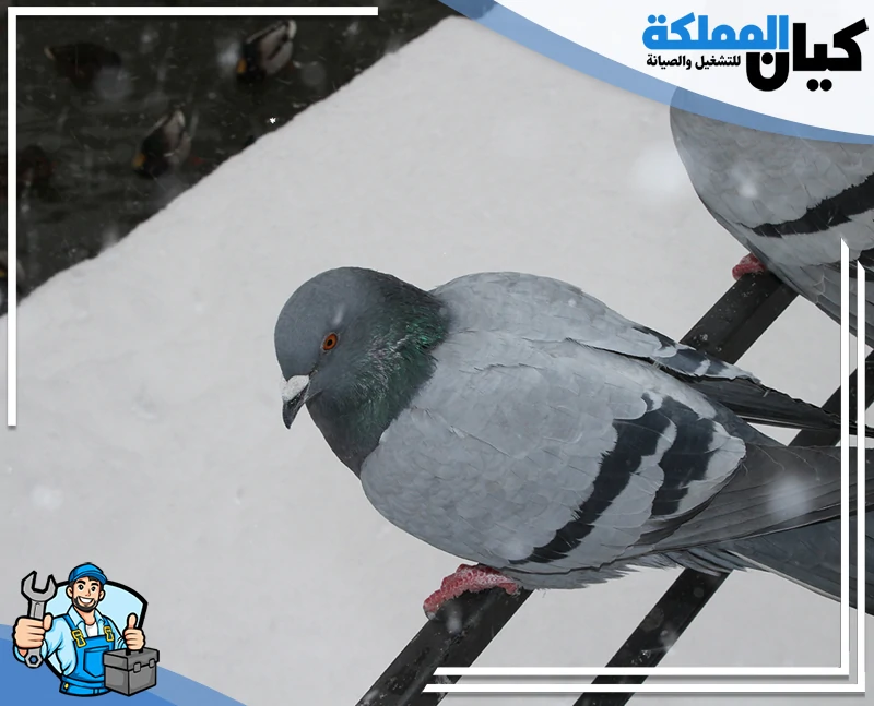 شركة مكافحة حمام بعرعر