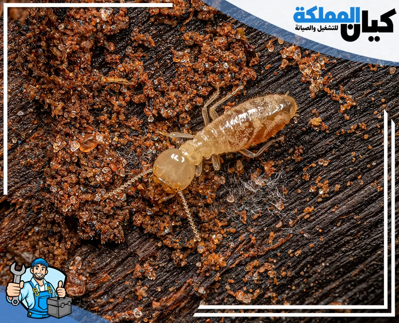 شركة مكافحة النمل الابيض بحفر الباطن