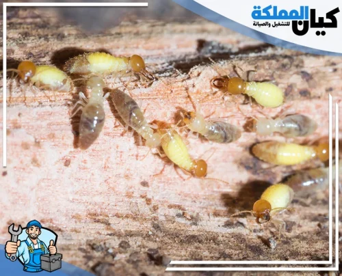 إبادة النمل الأبيض في حفر الباطن