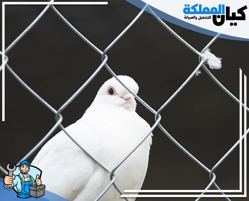 شركة مكافحة حمام الدمام